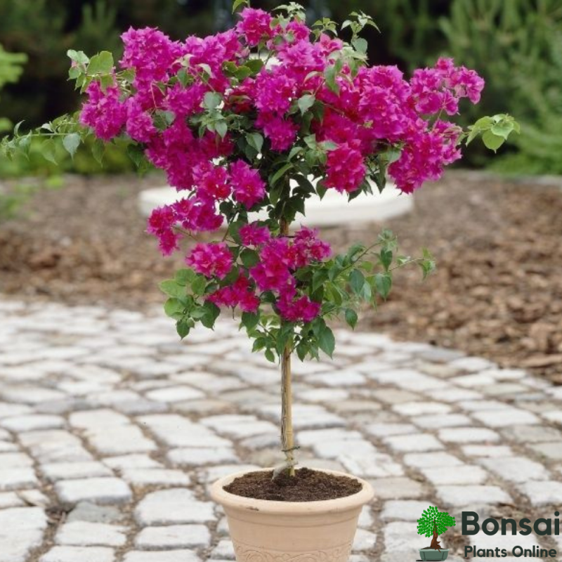 Bougainvillea Flowering Bonsai Tree 3-4 Years Old 30 cm - Image 3