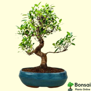 Ficus Bonsai Tree Curved in Ceramic Bonsai Pot 5 Years 30 cm