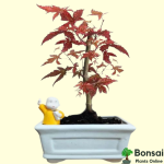 Dwarf Red Maple Bonsai Tree (Japanese Maple) 30 cm