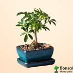 Dwarf Umbrella Bonsai Tree (Dwarf Schefflera Bonsai)