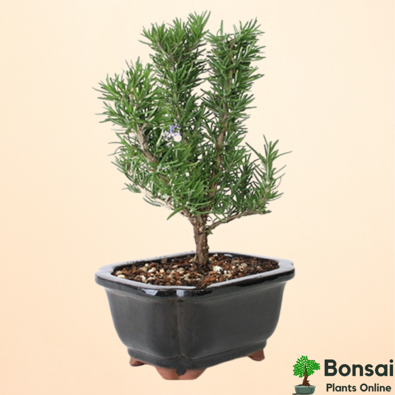 Rosemary Bonsai Tree - Image 2