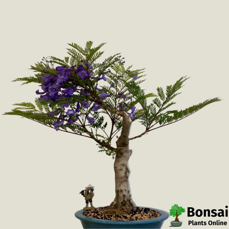 Jacaranda Bonsai Tree - Image 3