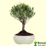 Brush Cherry Bonsai Tree 3 Years Old 25 cm