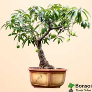 Mango Bonsai Tree