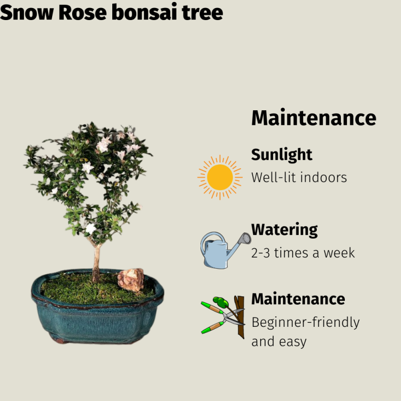 Snow Rose Bonsai Tree (Serissa) - Image 3