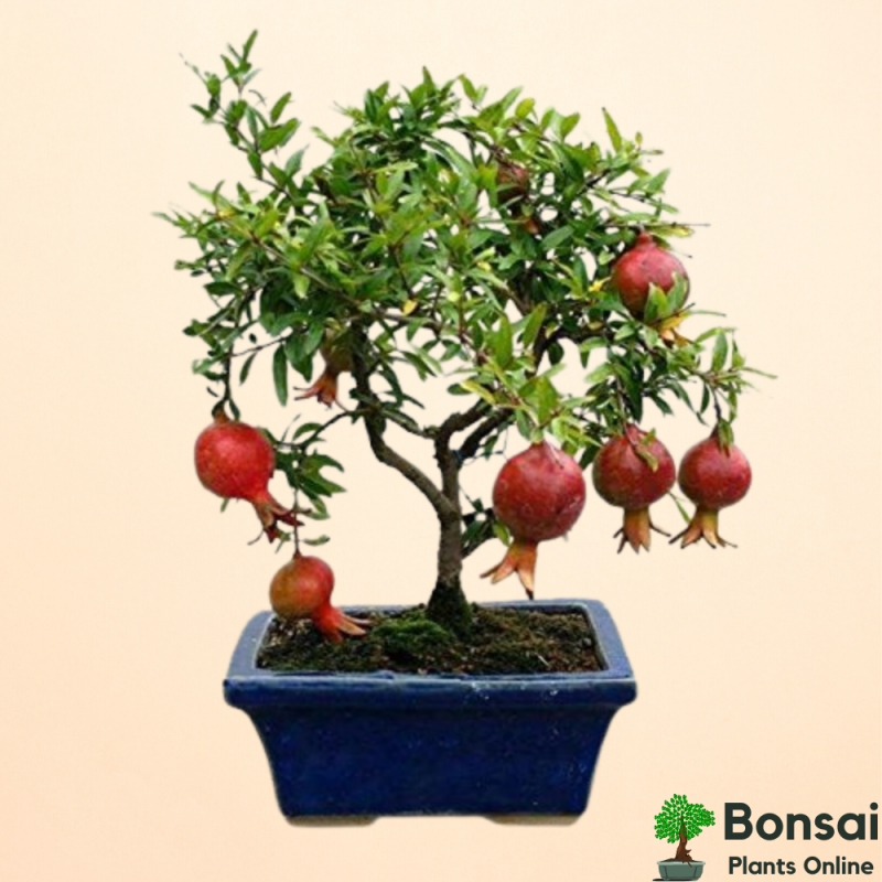 Pomegranate Bonsai Tree