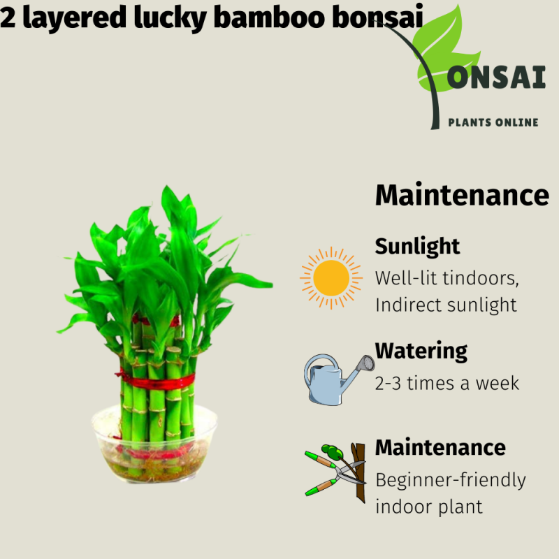 Lucky Bamboo - Image 4