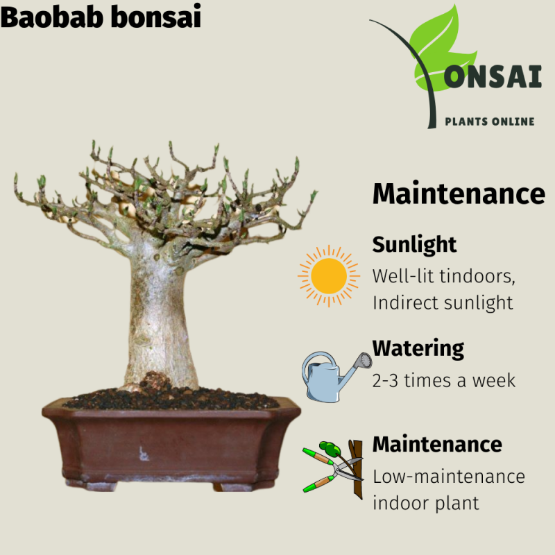 Baobab Bonsai Tree - Image 3