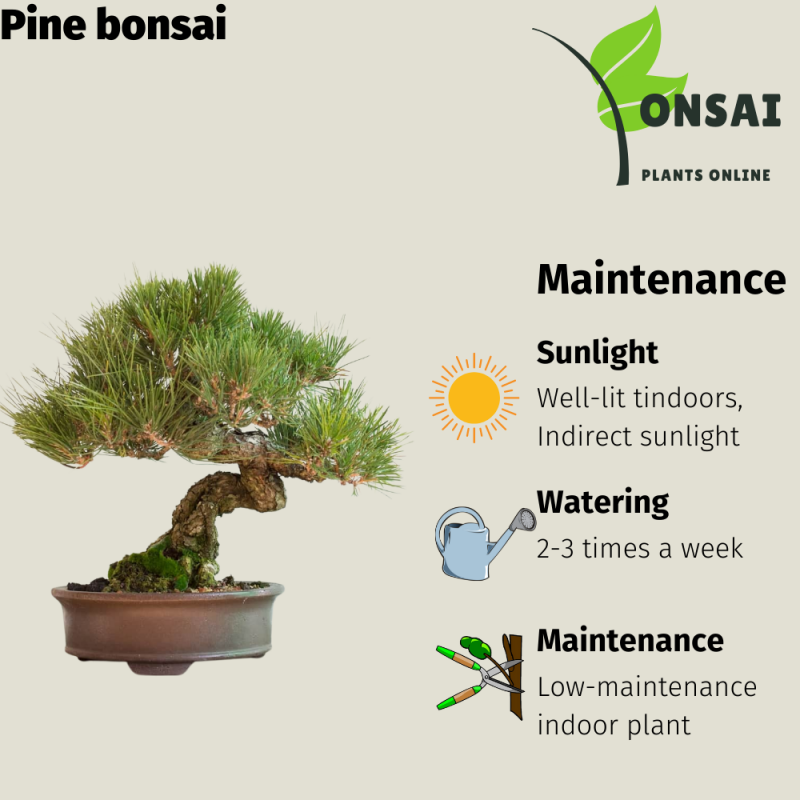 Pine Bonsai Tree - Image 3