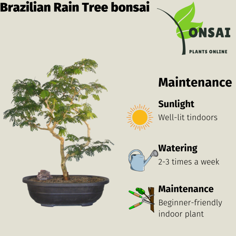 Brazilian Rain Tree Bonsai - Image 4