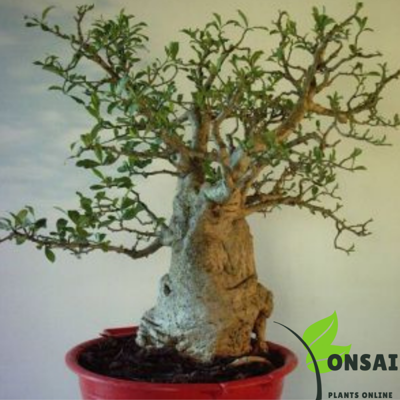 Baobab Bonsai Tree - Image 2