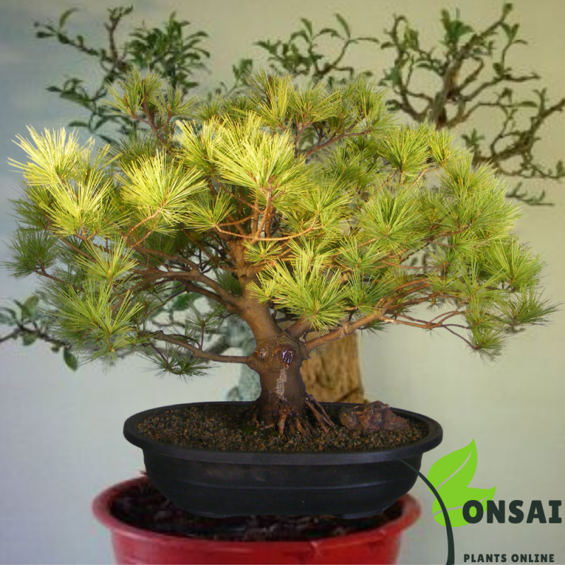 Pine Bonsai Tree - Image 2
