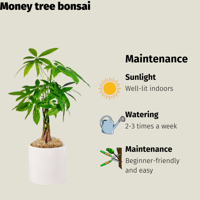 Braided Pachira Money Tree Bonsai in Ceramic Pot 6 Years 40 cm - Image 4