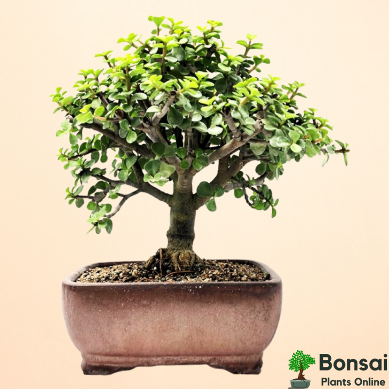 Jade Bonsai Tree 4 Years Old 20 cm - Image 2