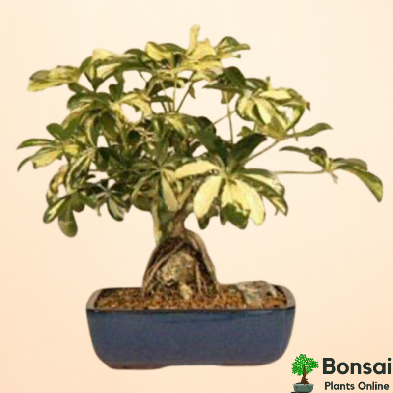 Dwarf Umbrella Bonsai Tree (Dwarf Schefflera Bonsai) - Image 2