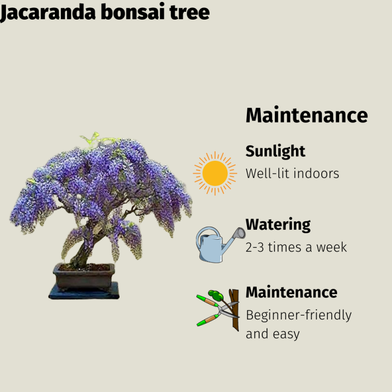 Jacaranda Bonsai Tree - Image 4