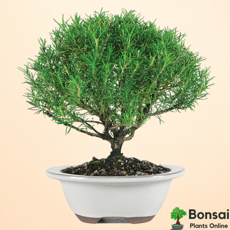 Rosemary Bonsai Tree