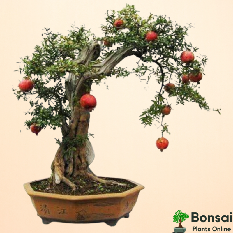 Pomegranate Bonsai Tree - Image 2