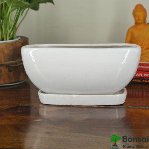 Clay Bonsai Pots