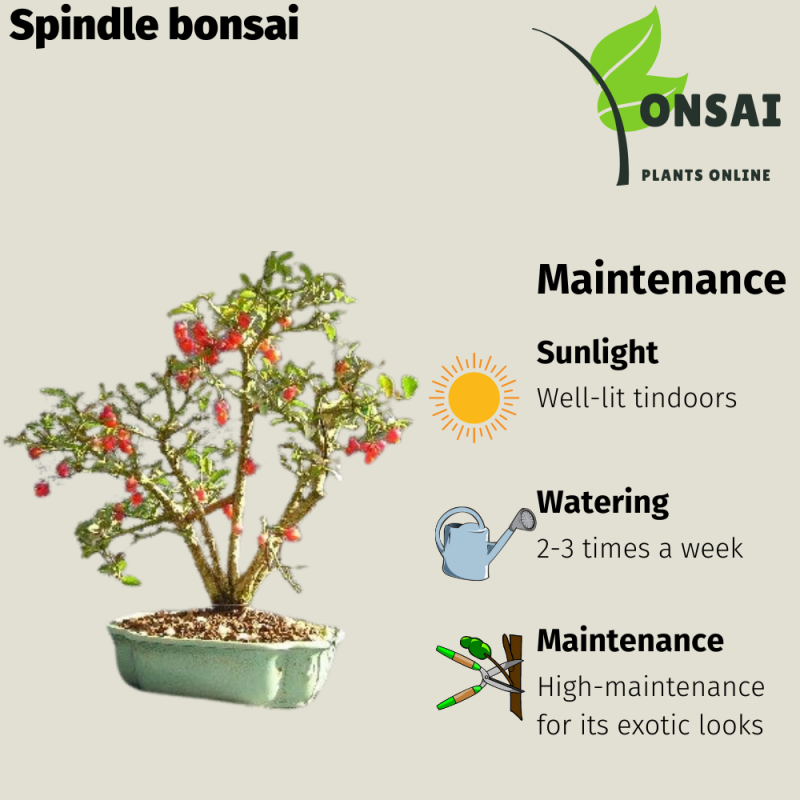 Spindle Bonsai Tree (Euonymous Bonsai) - Image 2