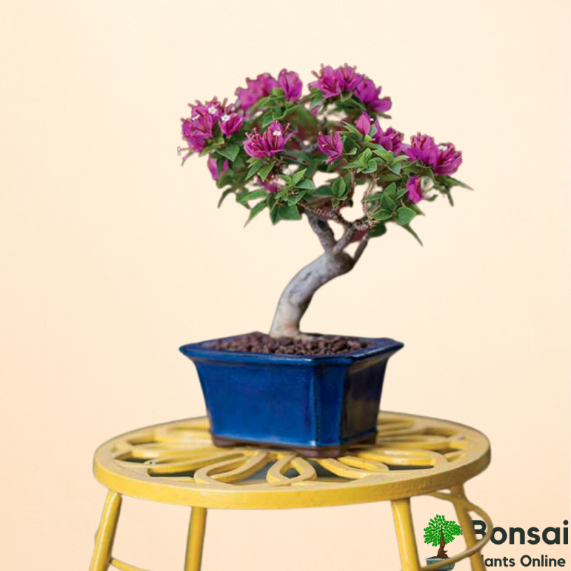 Bougainvillea Flowering Bonsai Tree 3-4 Years Old 30 cm - Image 2