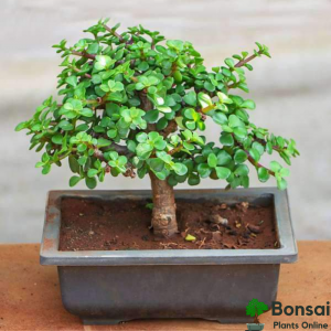 Jade Bonsai Tree 4 Years Old 20 cm