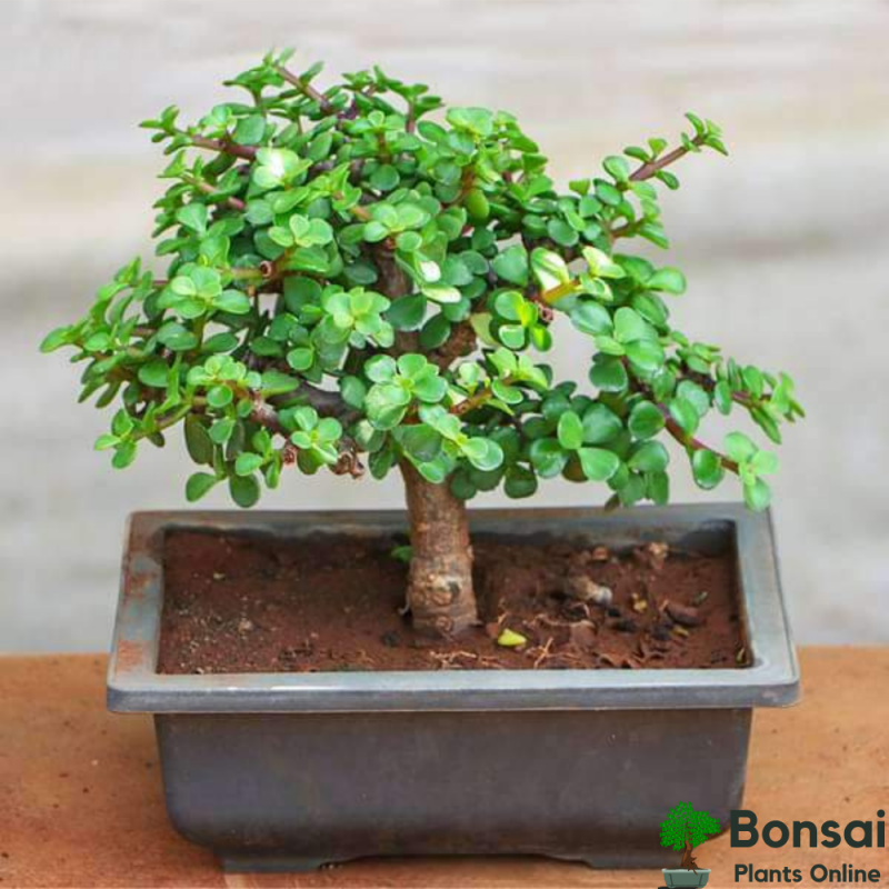 Jade Bonsai Tree 4 Years Old 20 cm