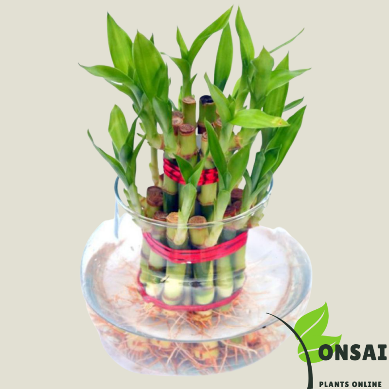 Lucky Bamboo - Image 2