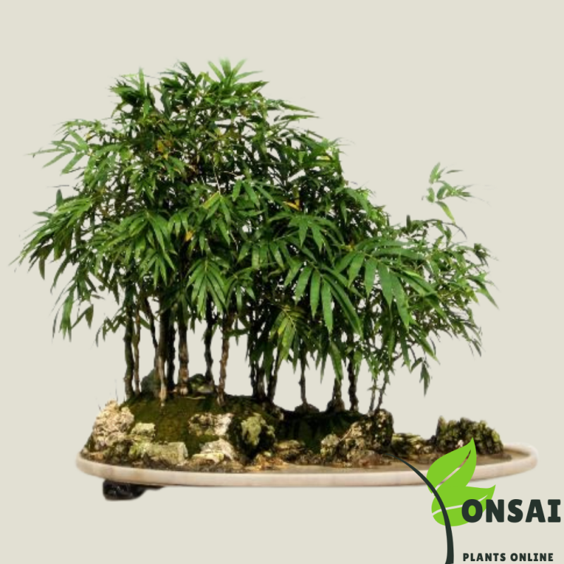 Straight Layer Bamboo Bonsai - Image 3