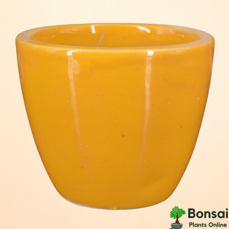 Cup-Shaped Ceramic Flower Pot 10x10 cm - Image 3