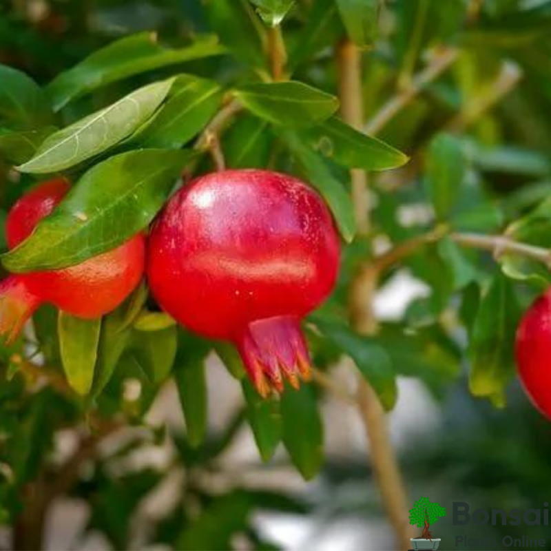 Pomegranate Bonsai Tree - Image 3