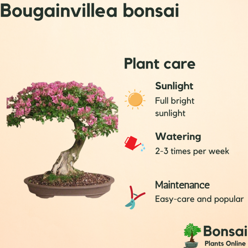 Bougainvillea Flowering Bonsai Tree 3-4 Years Old 30 cm - Image 4
