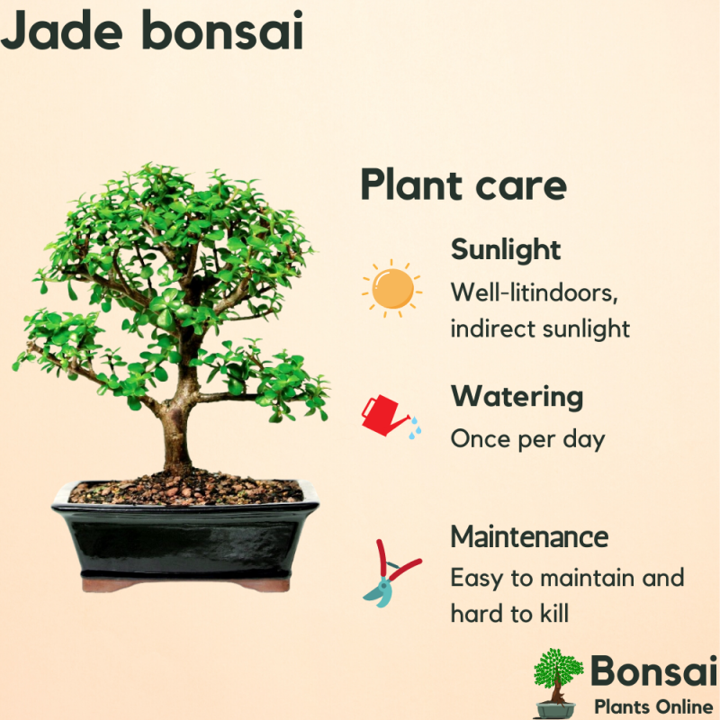 Jade Bonsai Tree 4 Years Old 20 cm - Image 4