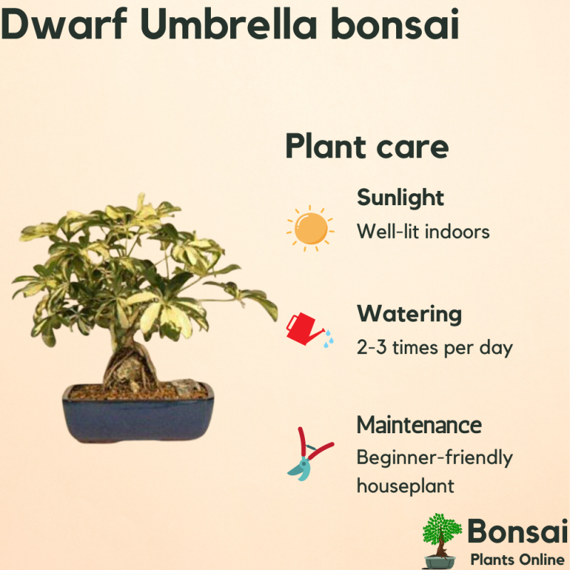 Dwarf Umbrella Bonsai Tree (Dwarf Schefflera Bonsai) - Image 3