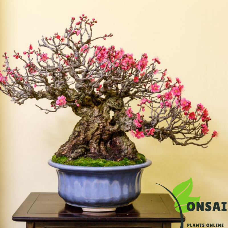 Spindle Bonsai Tree (Euonymous Bonsai) - Image 3
