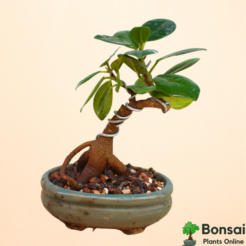 Ficus Long Island Bonsai Tree 4 Years 30 cm - Image 2