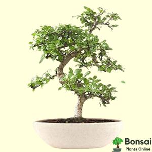 Flowering Carmona Bonsai Tree 4 Years 25 cm