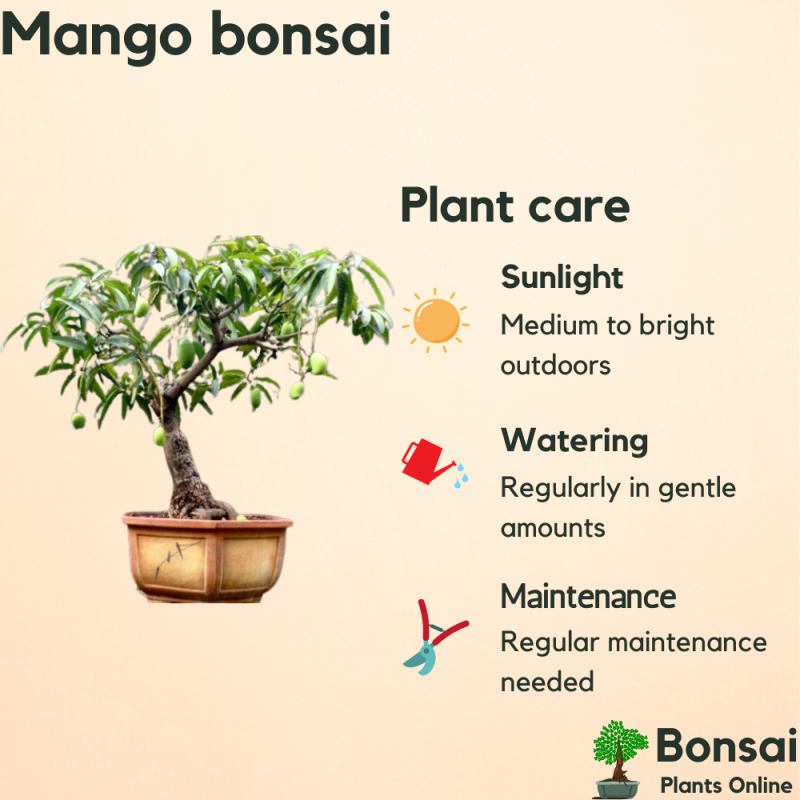 Mango Bonsai Tree - Image 2
