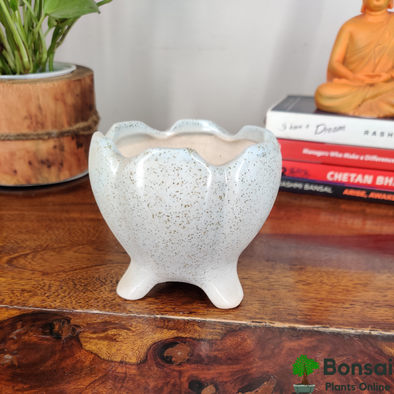 Rounded Ceramic Bonsai Pot (Dia-Style) 10x10x12 cm - Image 4