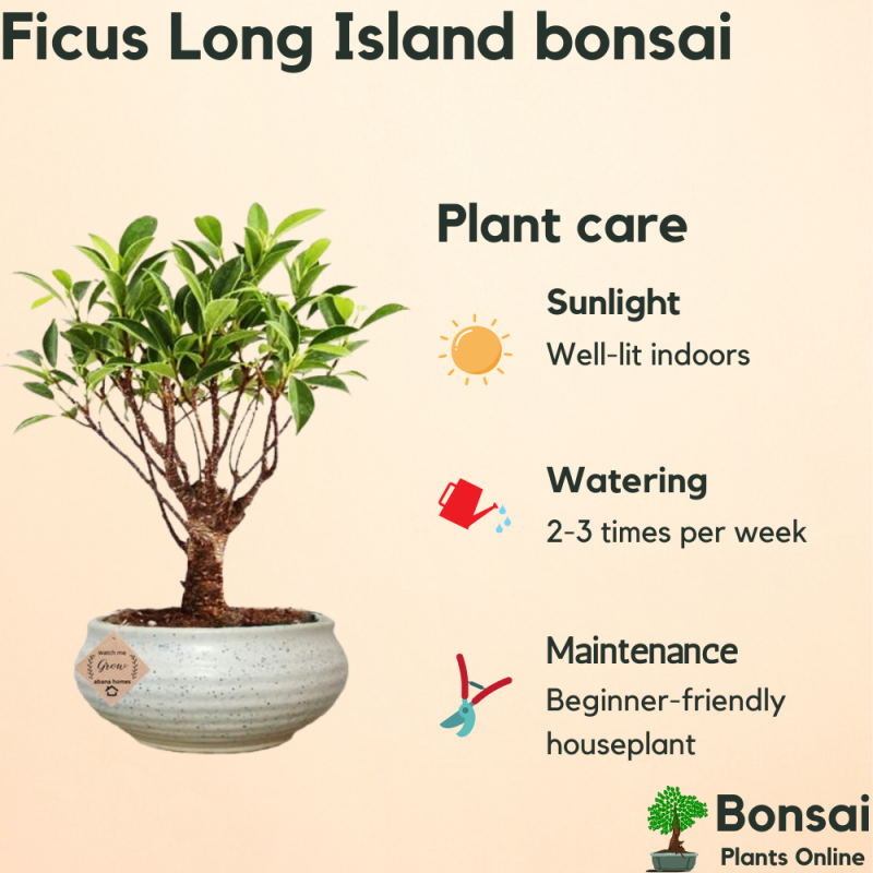 Ficus Long Island Bonsai Tree 4 Years 30 cm - Image 5