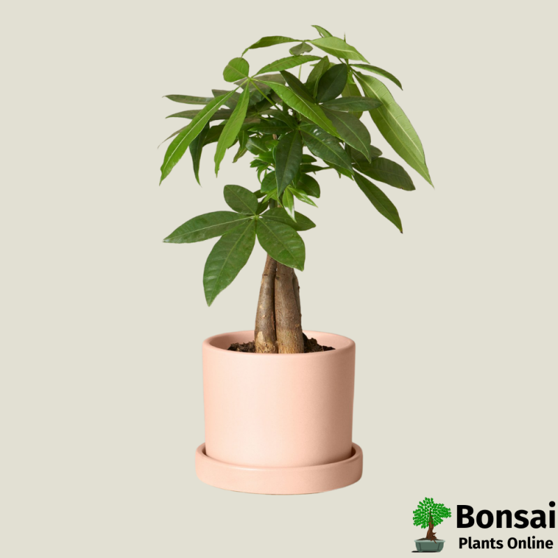 Braided Pachira Money Tree Bonsai in Ceramic Pot 6 Years 40 cm - Image 3