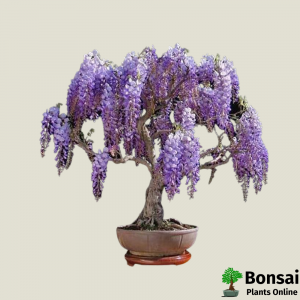 Jacaranda Bonsai Tree