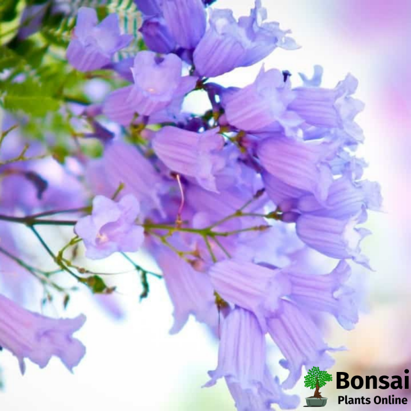 Jacaranda Bonsai Tree - Image 5