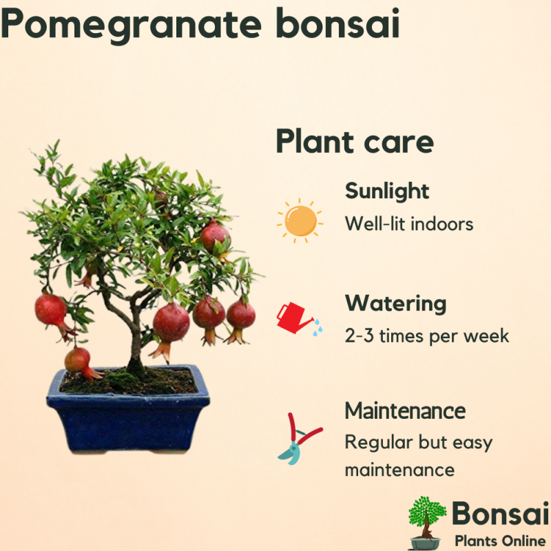 Pomegranate Bonsai Tree - Image 4