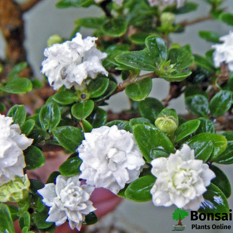 Snow Rose Bonsai Tree (Serissa) - Image 2