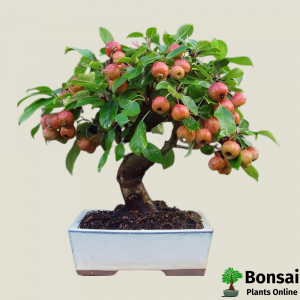 Apple Bonsai Tree