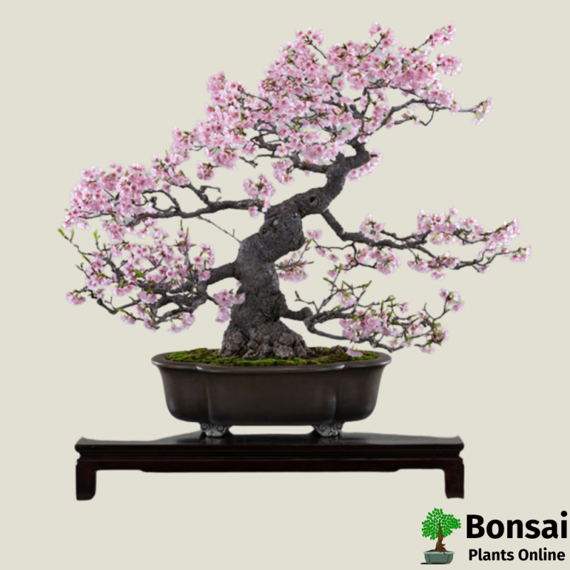 Cherry Blossom Bonsai (Prunus)