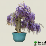 Wisteria Bonsai Tree