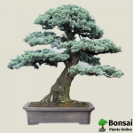 Spruce Bonsai Tree