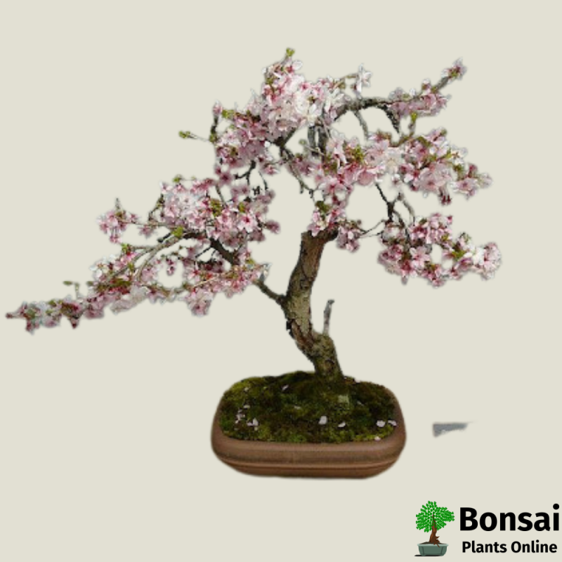 Cherry Blossom Bonsai (Prunus) - Image 2